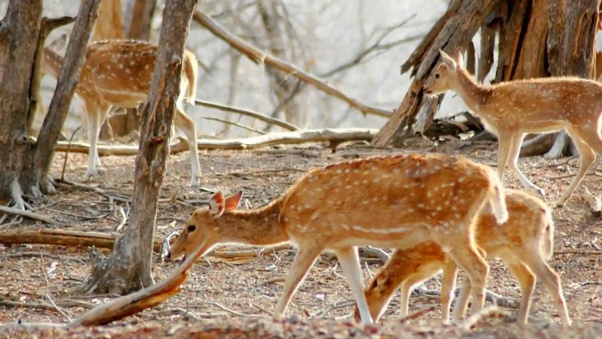 Mount Abu Wildlife Sanctuary