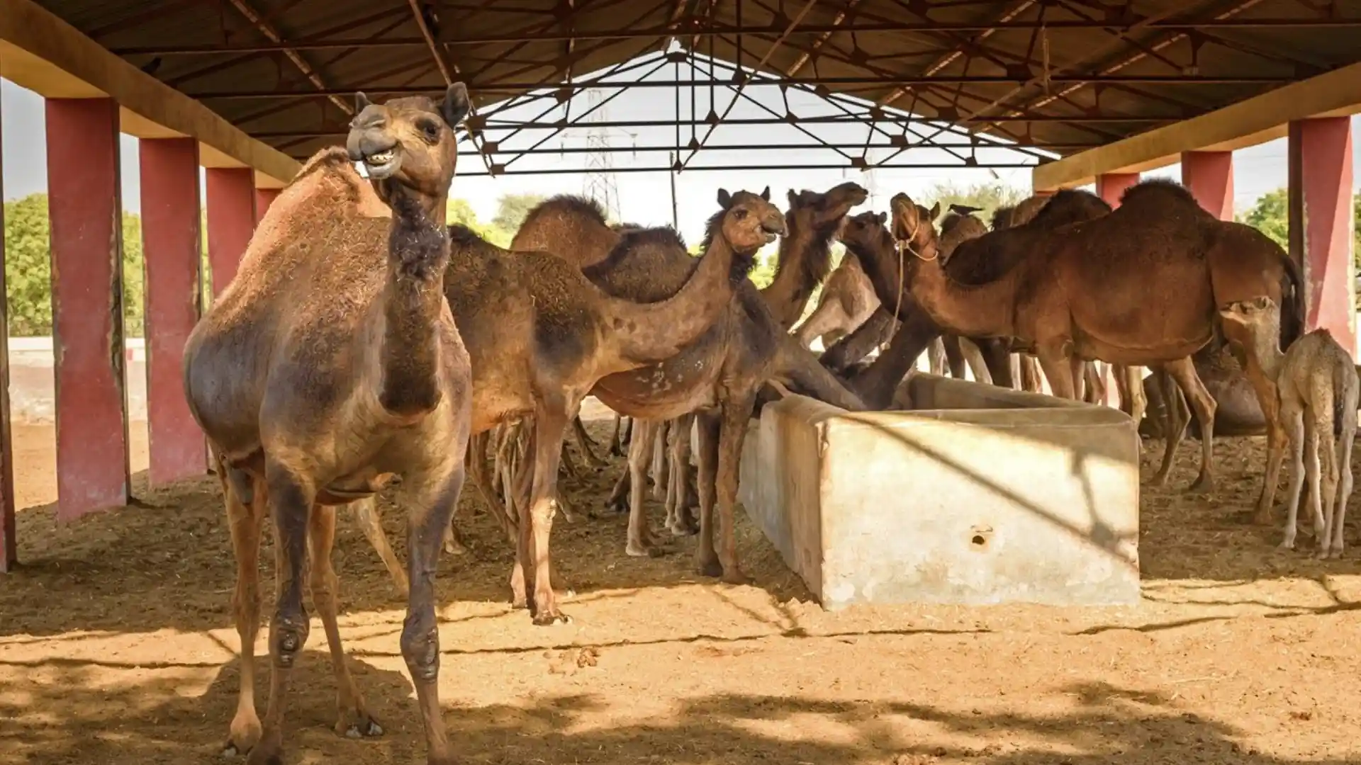 Bikaner Camel Breeding Farm